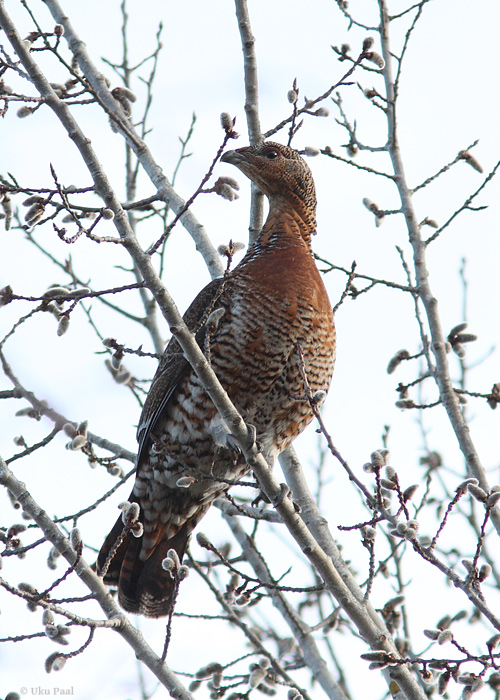 Metsis (Tetrao urogallus) emane
Lääne-Virumaa, aprill 2014

UP
Keywords: capercaillie