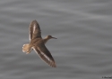 0012Spotted-Sandpiper--PCity-PA.jpg