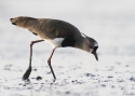 Filename=0013Southern-Lapwing-PANAMA-201.jpg
Filesize=95KiB
Dimensions=700x500
Date added=Jun 19, 2014 0013Southern-Lapwing-PANAMA-201.jpg