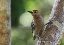 Filename=0015Red-crowned-Woodpecker-PANA.jpg
Filesize=175KiB
Dimensions=700x500
Date added=Jun 19, 2014 0015Red-crowned-Woodpecker-PANA.jpg