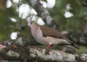 0015White-tipped-Dove-Ammo-PANA.jpg