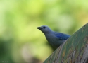 0017Blue-grey-Tanager-PANAMA-20.jpg