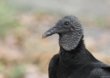 Filename=0020Black-Vulture-PANAMA-2014.jpg
Filesize=60KiB
Dimensions=700x500
Date added=Jun 19, 2014 0020Black-Vulture-PANAMA-2014.jpg