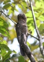 0024Common-Potoo-PANAMA-2014.jpg