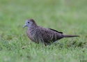 002zebra-dove-Birma-20w.jpg