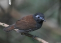 Filename=0030Chestnut-backed-Antbird-PAN.jpg
Filesize=61KiB
Dimensions=700x500
Date added=Jun 19, 2014 0030Chestnut-backed-Antbird-PAN.jpg
