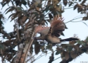 Filename=0034Grey-headed-Chacalaca-PANAM.jpg
Filesize=138KiB
Dimensions=700x500
Date added=Jun 19, 2014 0034Grey-headed-Chacalaca-PANAM.jpg
