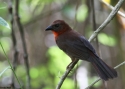 0035Red-throated-Ant-tanager-PA.jpg