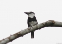 0042White-necked-Puffbird-PANAM.jpg