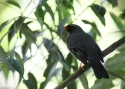 Filename=0046xBlack-faced-Solita-PANAM.jpg
Filesize=98KiB
Dimensions=700x500
Date added=Jun 19, 2014 0046xBlack-faced-Solita-PANAM.jpg