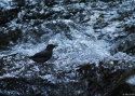 Filename=0047ican-Dipper-Boquete-PAN.jpg
Filesize=180KiB
Dimensions=700x500
Date added=Jun 19, 2014 0047ican-Dipper-Boquete-PAN.jpg