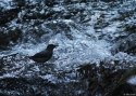 0047ican-Dipper-Boquete-PAN.jpg