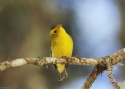 004Wilson_s-Warbler-PANAMA-004.jpg