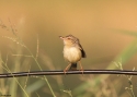 Filename=004plain-prinia-Tai-201w.jpg
Filesize=43KiB
Dimensions=700x500
Date added=Jun 12, 2012 004plain-prinia-Tai-201w.jpg