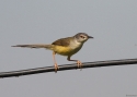 Filename=006yellow-bellied-prinia-w.jpg
Filesize=31KiB
Dimensions=700x500
Date added=Jun 12, 2012 006yellow-bellied-prinia-w.jpg