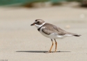Filename=0073dSemipalmated-Plover-Isla-Co.jpg
Filesize=108KiB
Dimensions=700x500
Date added=Jun 19, 2014 0073dSemipalmated-Plover-Isla-Co.jpg