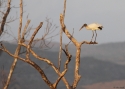 Filename=0077bWood-Stork-PANAMA-2014-1137.jpg
Filesize=132KiB
Dimensions=700x500
Date added=Jun 19, 2014 0077bWood-Stork-PANAMA-2014-1137.jpg