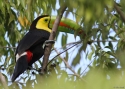 Filename=0086Keel-billed-Toucan-PANAMA-2.jpg
Filesize=159KiB
Dimensions=700x500
Date added=Jun 19, 2014 0086Keel-billed-Toucan-PANAMA-2.jpg