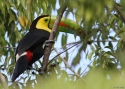 0086Keel-billed-Toucan-PANAMA-2.jpg