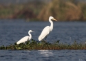 014intermediate-egret-Birma.jpg