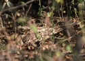 046indian-nightjar-Birw.jpg