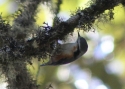 Filename=056white-browed-nuthatch-Birma.jpg
Filesize=83KiB
Dimensions=700x500
Date added=Jun 12, 2012 056white-browed-nuthatch-Birma.jpg