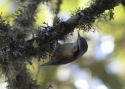 056white-browed-nuthatch-Birma.jpg