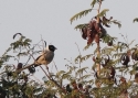 Filename=059hooded-treepie-Birma-2012-1.jpg
Filesize=111KiB
Dimensions=700x500
Date added=Jun 12, 2012 059hooded-treepie-Birma-2012-1.jpg