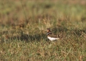 Filename=059painted-snipe-Birmaw.jpg
Filesize=85KiB
Dimensions=700x500
Date added=Jun 12, 2012 059painted-snipe-Birmaw.jpg