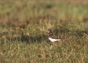 059painted-snipe-Birmaw.jpg