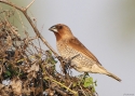 Filename=059scaly-breasted-munia-Birma-.jpg
Filesize=102KiB
Dimensions=700x500
Date added=Jun 12, 2012 059scaly-breasted-munia-Birma-.jpg