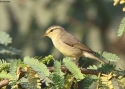 Filename=059tickell_s-w-Birma-20w.jpg
Filesize=83KiB
Dimensions=700x500
Date added=Jun 12, 2012 059tickell_s-w-Birma-20w.jpg