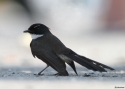 Filename=099pied-fantail-Birma-w.jpg
Filesize=34KiB
Dimensions=700x500
Date added=Jun 12, 2012 099pied-fantail-Birma-w.jpg