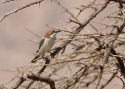 Filename=23.jpg
Filesize=141KiB
Dimensions=700x500
Date added=Mar 22, 2013 23.jpg