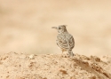 Filename=26.jpg
Filesize=118KiB
Dimensions=700x500
Date added=Mar 20, 2013 26.jpg