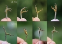 Filename=ACRSCIRIS-jalad.jpg
Filesize=246KiB
Dimensions=700x500
Date added=Aug 03, 2016 ACRSCIRIS-jalad.jpg