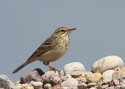 Filename=ANTCAM-19_5_2013-259.jpg
Filesize=100KiB
Dimensions=700x500
Date added=Aug 29, 2013 ANTCAM-19_5_2013-259.jpg