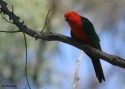 Filename=AUSTR-KING-PARROT.jpg
Filesize=42KiB
Dimensions=700x500
Date added=Feb 17, 2008 AUSTR-KING-PARROT.jpg