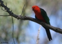 AUSTR-KING-PARROT.jpg