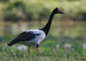 Filename=AUSTR-MAGPIE-GOOSE-CAI.jpg
Filesize=64KiB
Dimensions=700x500
Date added=Feb 17, 2008 AUSTR-MAGPIE-GOOSE-CAI.jpg
