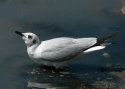 Filename=Andean-Gull.jpg
Filesize=173KiB
Dimensions=700x500
Date added=Jul 11, 2010 Andean-Gull.jpg