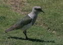 Filename=Andean-Lapwing.jpg
Filesize=294KiB
Dimensions=700x500
Date added=Jul 11, 2010 Andean-Lapwing.jpg