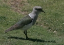 Andean-Lapwing.jpg