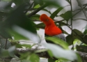 Filename=Andean-cock-of-the-rock-PER.jpg
Filesize=116KiB
Dimensions=700x500
Date added=Feb 04, 2015 Andean-cock-of-the-rock-PER.jpg