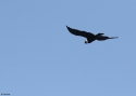 Filename=Andean-condor-PE.jpg
Filesize=103KiB
Dimensions=700x500
Date added=Feb 04, 2015 Andean-condor-PE.jpg