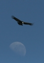Andean-condor.jpg