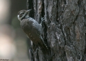 Filename=Arizona-WP.jpg
Filesize=100KiB
Dimensions=700x500
Date added=Nov 11, 2008 Arizona-WP.jpg