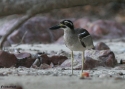 Filename=BEACH-THICKKNEE-PEPPLY-B.jpg
Filesize=75KiB
Dimensions=700x500
Date added=Feb 17, 2008 BEACH-THICKKNEE-PEPPLY-B.jpg