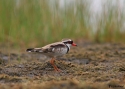 BLACK-FRONTED-DOTTEREL-BAL.jpg