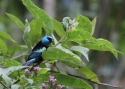 BLUE-NECKED-TANAGER-PERUU-2.jpg